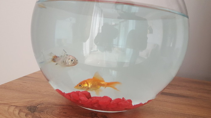 Süs balığı alcam fanus icin ama olmemesi icin dikkat etmem gereken neler?