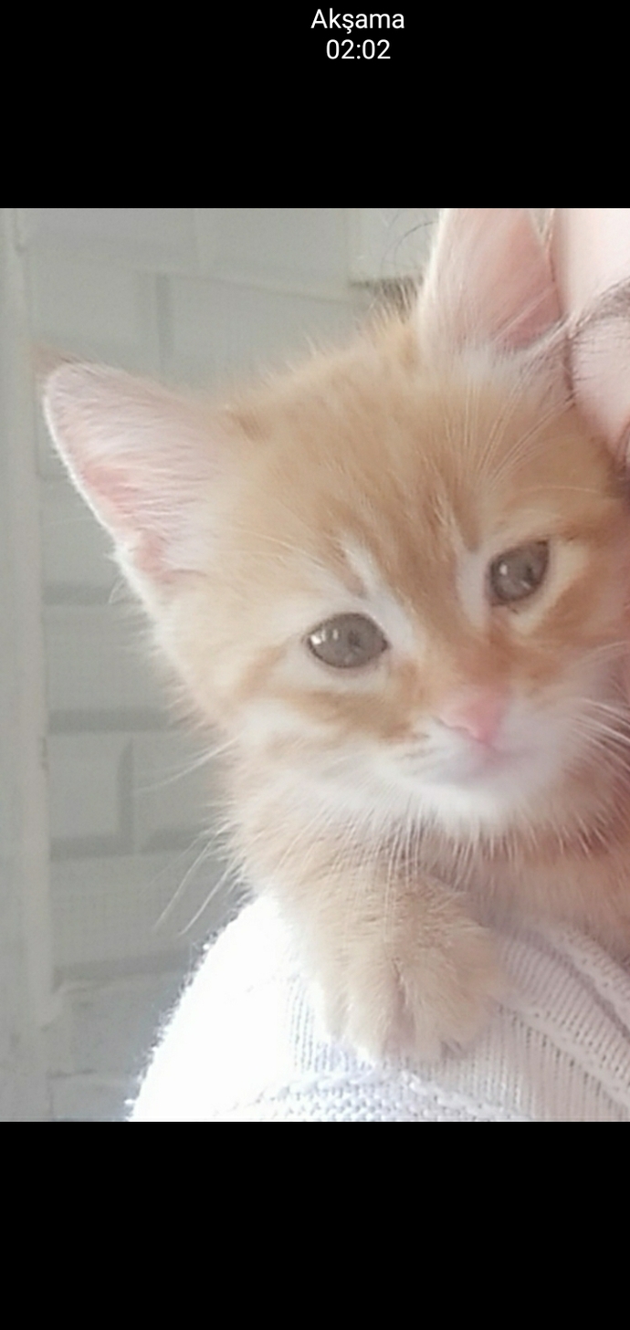 Kedi insanı mısın, köpek insanı mı?