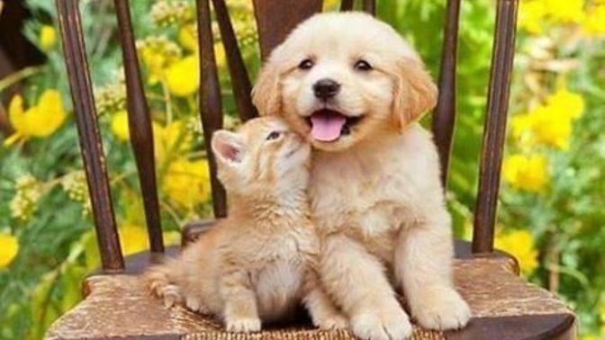 Kedi insanı mısın, köpek insanı mı?