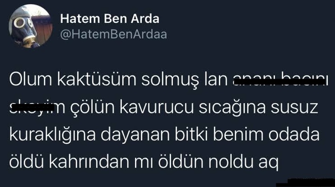 Kaktüsleri sever misiniz 🎍🌵?