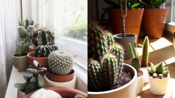 Kaktüsleri sever misiniz 🎍🌵?