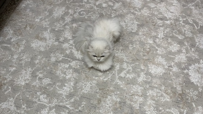 Bizim kedimiz neden diğer kedilere benzemiyor🥹?