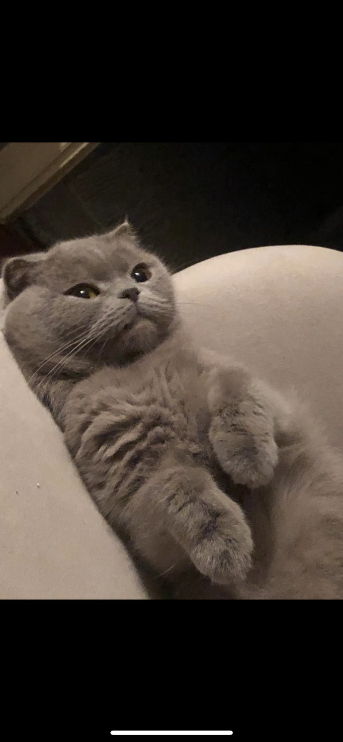 Kedim dışarıda mikrop kapar mı?