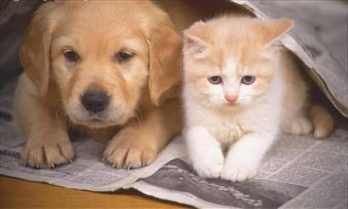 Kedi mi seversiniz köpek mi?