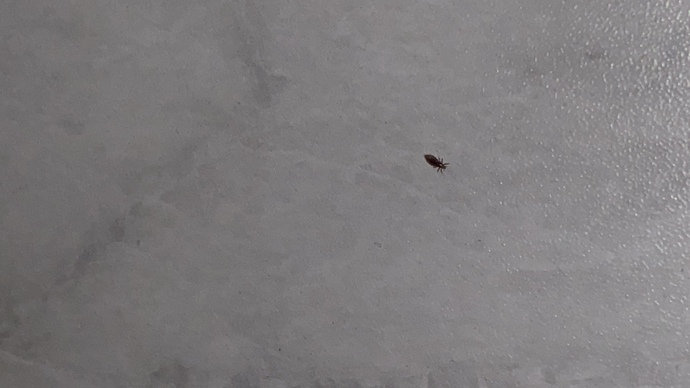 Sanırım bitlendim, saçımdan çıkan şey bit mi?