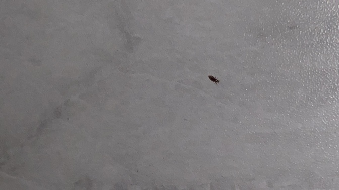 Sanırım bitlendim, saçımdan çıkan şey bit mi?