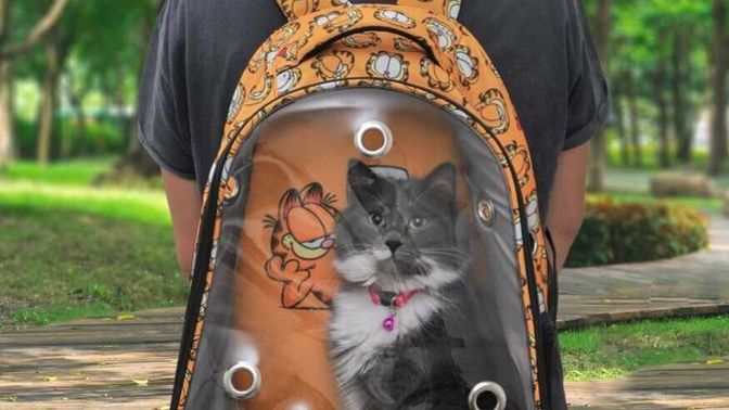 Bu kedi taşıma çantasını alsam mı, kullanışlı görünüyor mu?