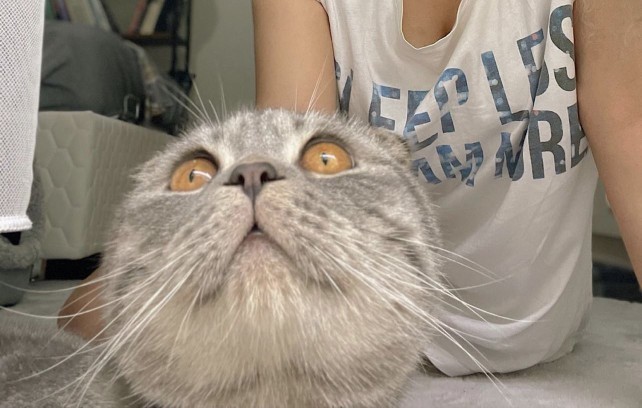 En güzel kedi benim kedim değil mi 🥹?