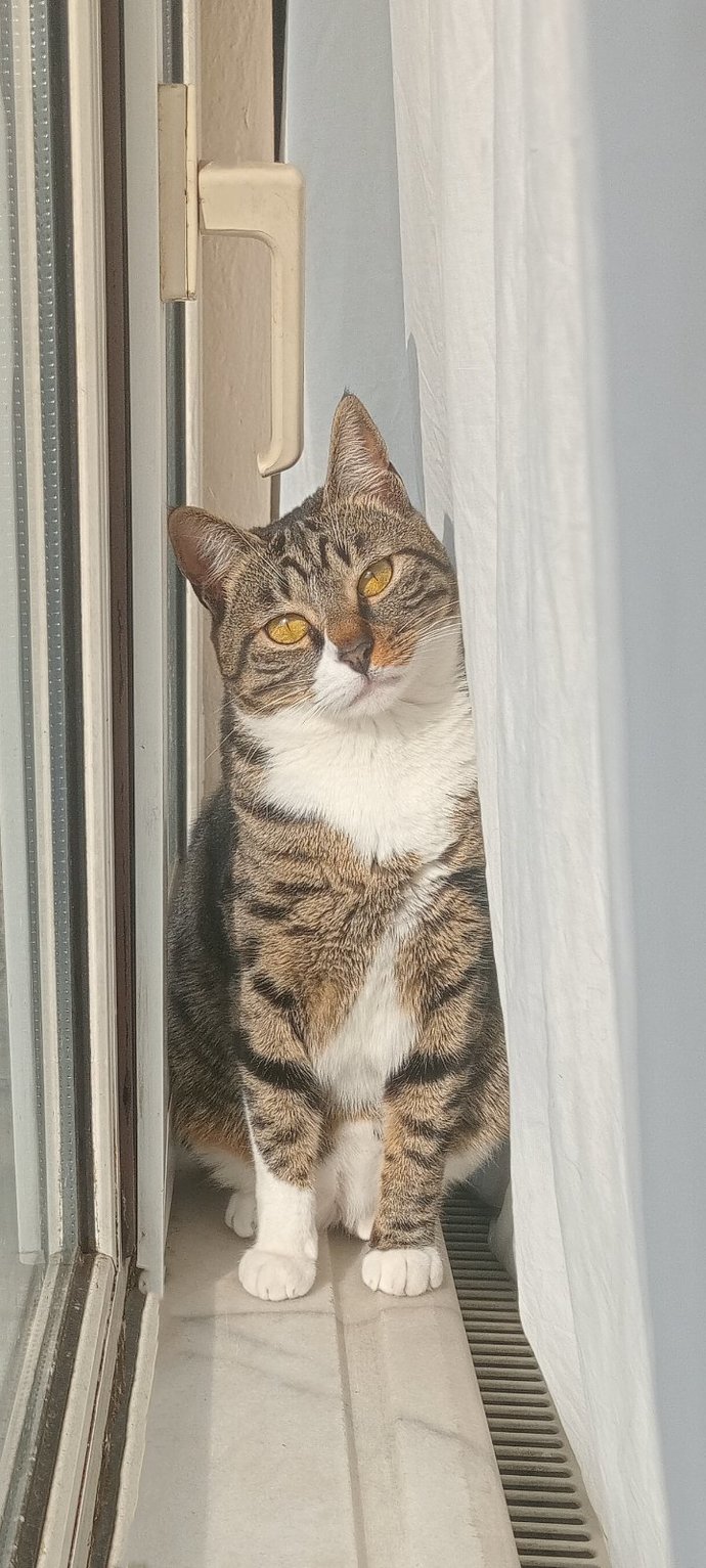 En güzel kedi benim kedim değil mi 🥹?