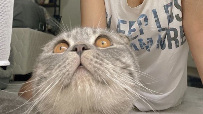 En güzel kedi benim kedim değil mi 🥹?