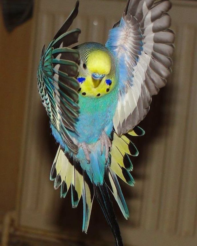 Canımın içi🧿💛💙💚