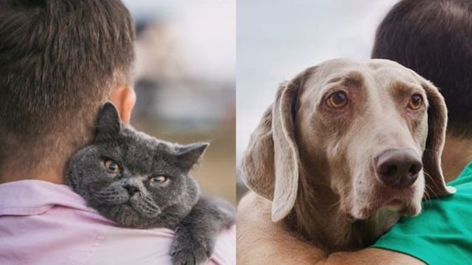 Siz daha çok kedi insanı mısınız yoksa köpek insanı mı?