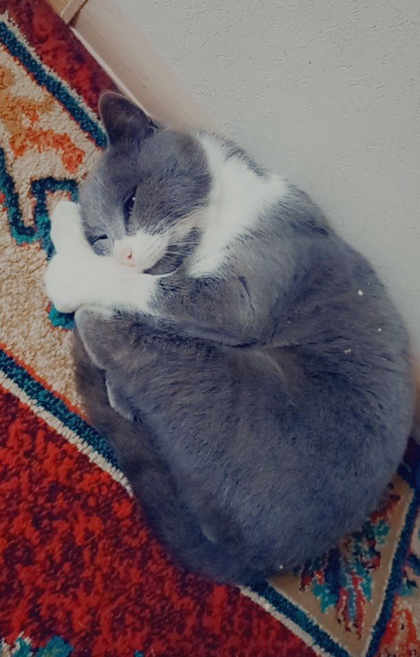 Sizin kediniz olsa adını ne koyardınız?