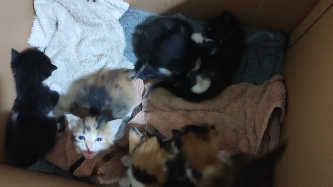 Anne kediye araba çarpmış. 6 öksüz yavru kedi bıraktı 😣 İstanbul'da sahiplenecek merhametli yardımsever var mı aranızda?
