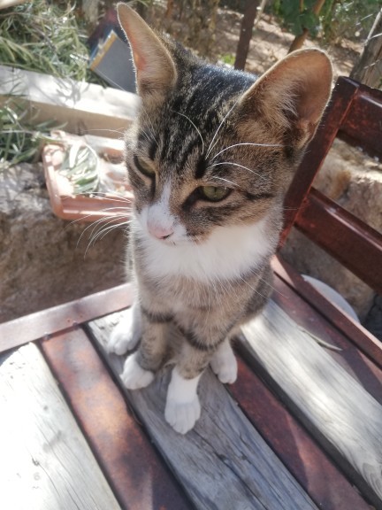 Bu kedi sizce yakışıklı mı?