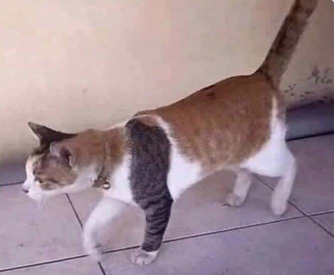 Bu kedi sizce yakışıklı mı?