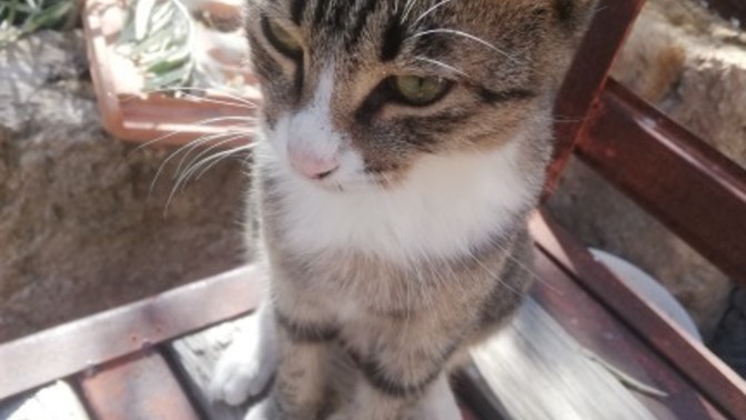 Bu kedi sizce yakışıklı mı?
