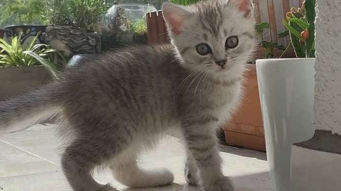 Tüyleri uzun 3 aylık yavru kedimi haftada 1 yıkasam sorun olur mu?
