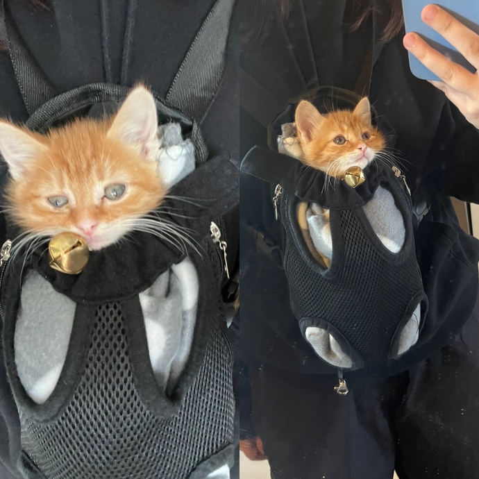 Milo ile ablama gideceğim, kedilerin böyle tutulmasında bir sorun yok değil mi?