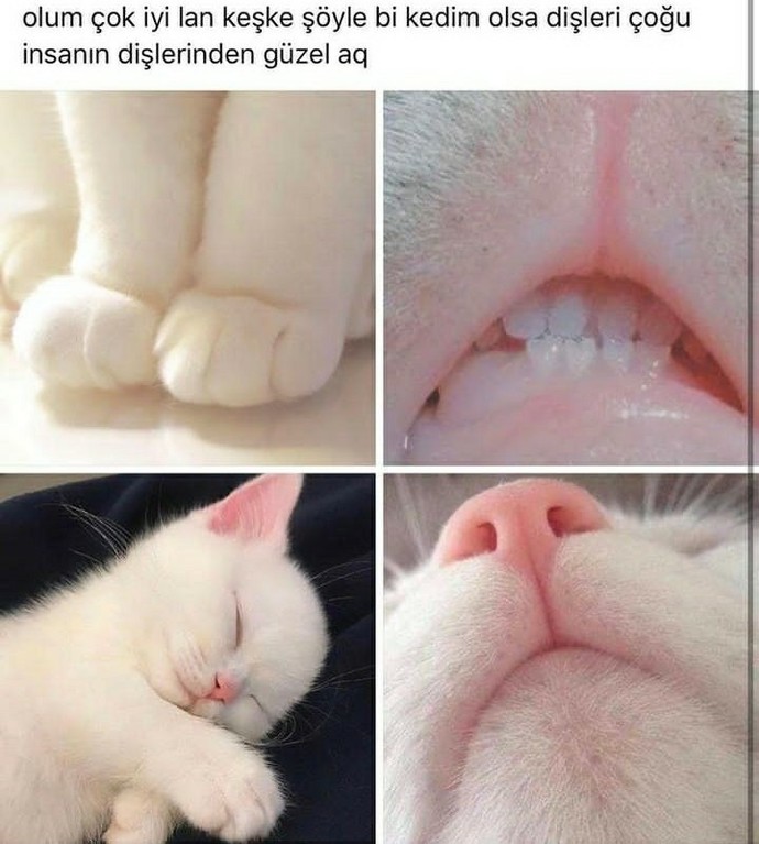 Evcil hayvanınız var mı?