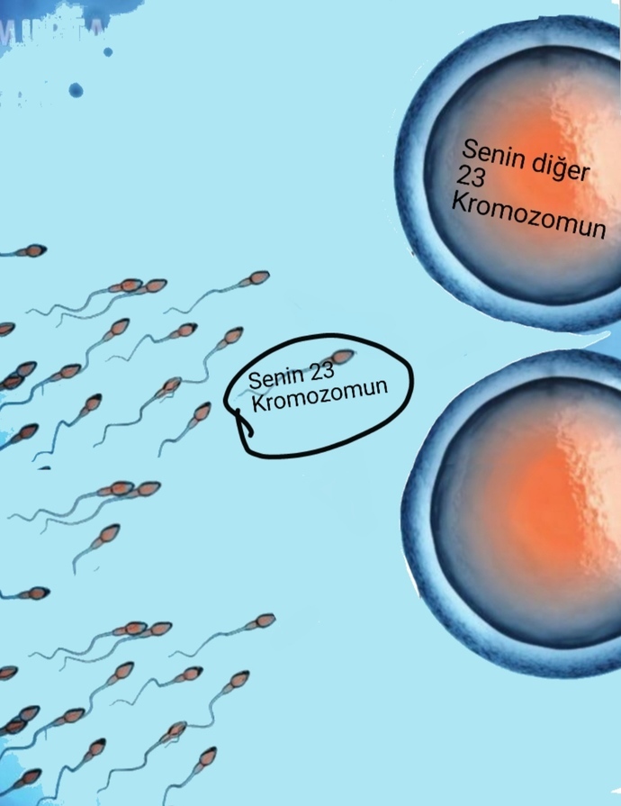 Sen sperm olarak yarışmadın çünkü sen hiç bir zaman sperm değildin (açıklamada ) bunu biliyormusun?