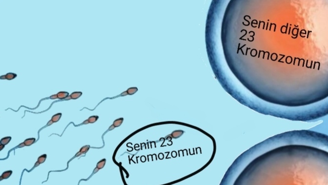 Sen sperm olarak yarışmadın çünkü sen hiç bir zaman sperm değildin (açıklamada ) bunu biliyormusun?