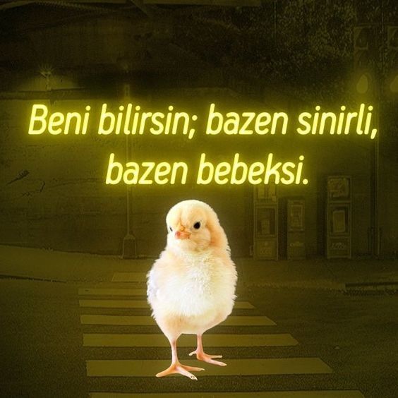 Bir civciv ne kadar dellenirse artık