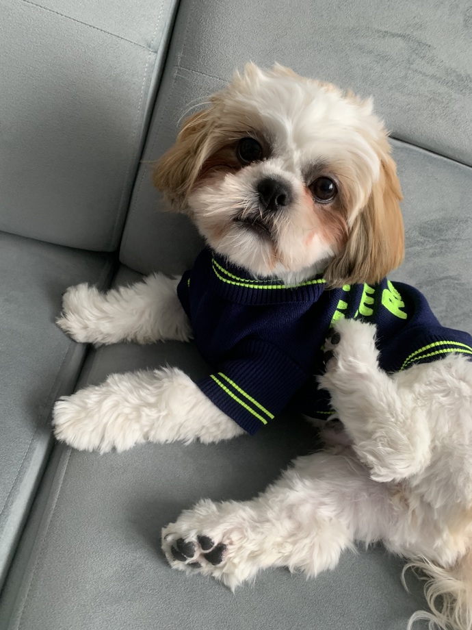 Köpeğim ne yerse çok hızlı yiyor, nasıl yavaş yemesini sağlarım?