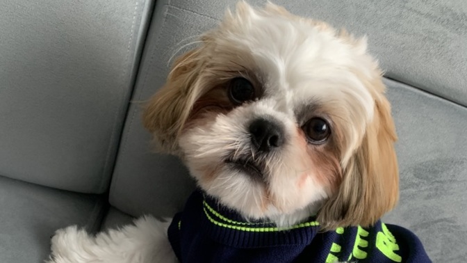 Köpeğim ne yerse çok hızlı yiyor, nasıl yavaş yemesini sağlarım?