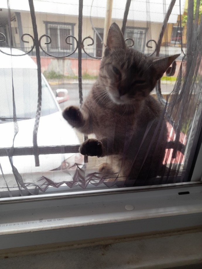 Sokak kedileri kısırlaştırılsın istiyorum, çok şey mi istiyorum?
