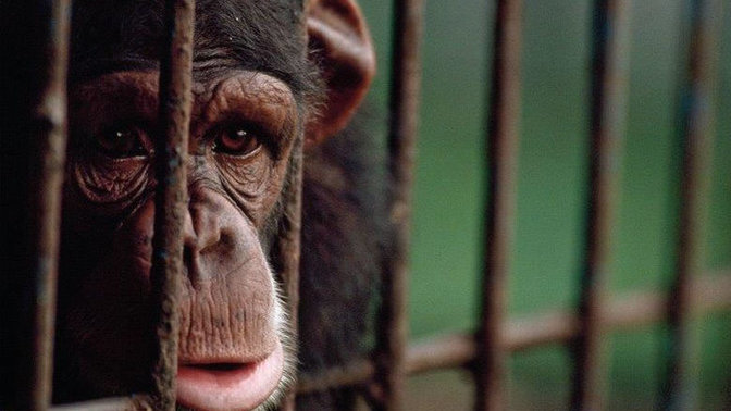 Hayvanat bahçeleri hakkında ne düşünüyorsun?