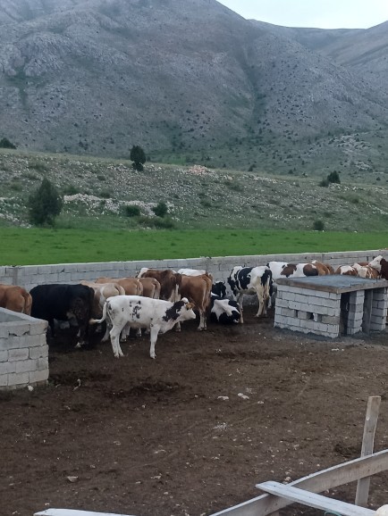 Köye geldim çok temiz bir havası var, köy hayatını sevenler var mı?