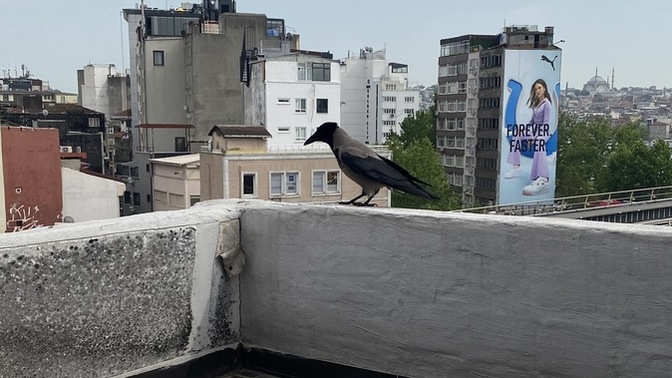 Bu karga hemen hemen hergün geliyor?