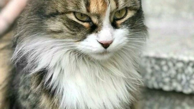 Agresif biri misiniz?