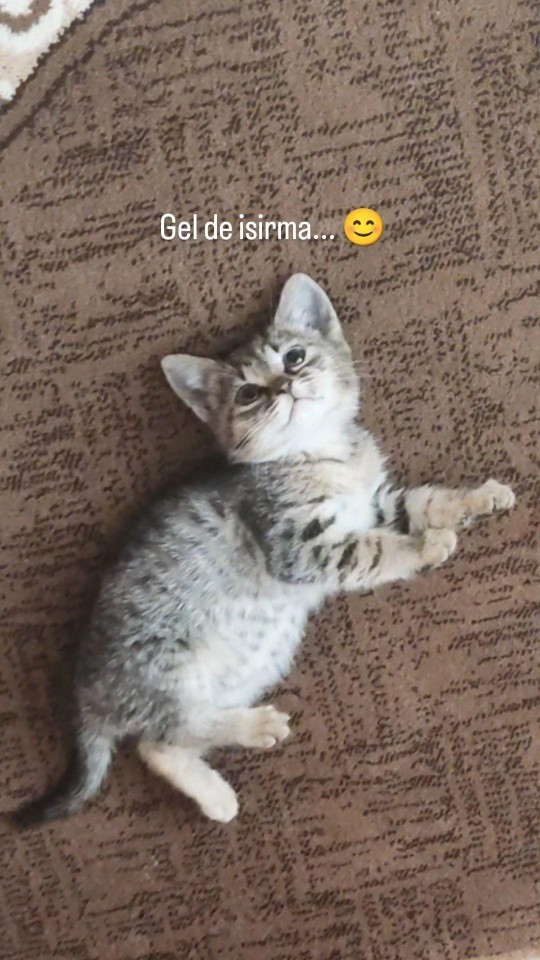 2 ay sonra kedi alacağım çok heyecanlıyım ne yapmalıyım?
