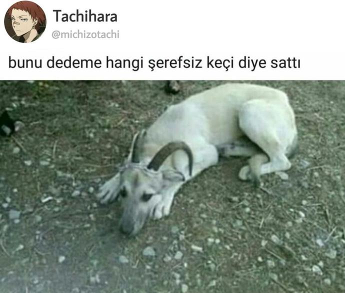 Kurban Bayramında ne kesiyorsunuz?