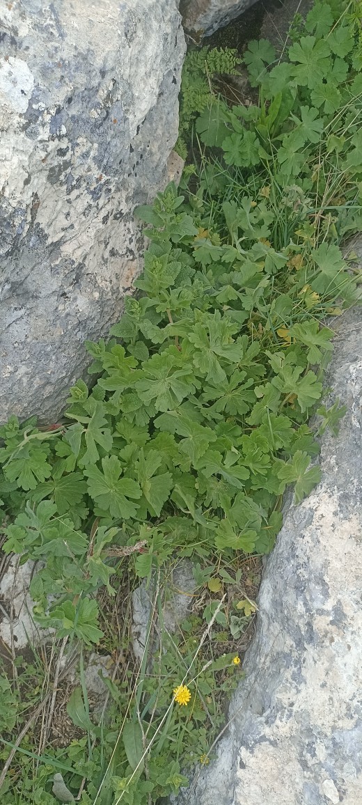 Doğal hayatı severmisiniz?