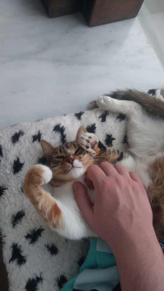 Kedi Sevenler Olarak Kaç Kişiyiz?