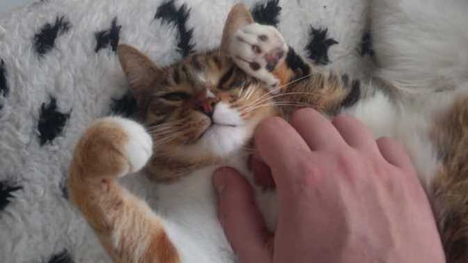 Kedi Sevenler Olarak Kaç Kişiyiz?