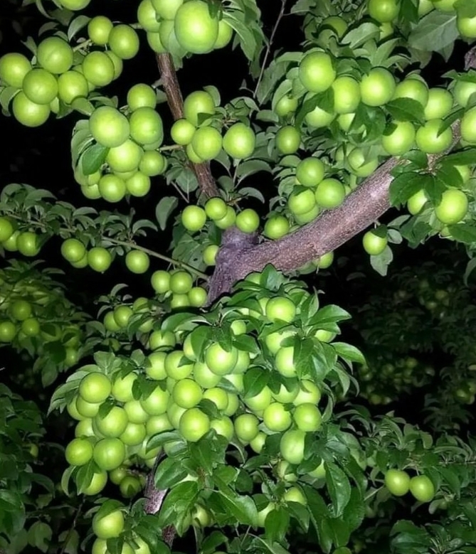 Hiç birinin bahçesinden meyve aşırdınız mı?