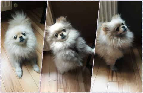 Bu köpeği siz sahiplenseydiniz, adını ne koyardınız?