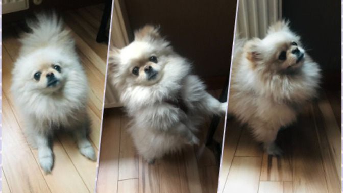 Bu köpeği siz sahiplenseydiniz, adını ne koyardınız?