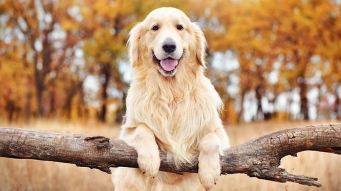 Golden cinsi köpek aldım, sizce adı ne olsun?