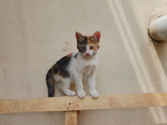 Evcil hayvanınızla vakit geçirir misiniz?