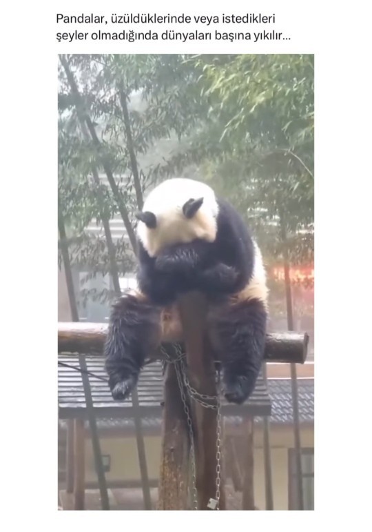 Siz de bir panda mısınız?