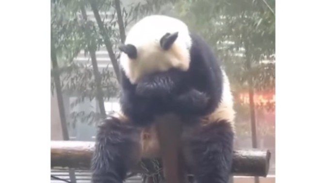 Siz de bir panda mısınız?