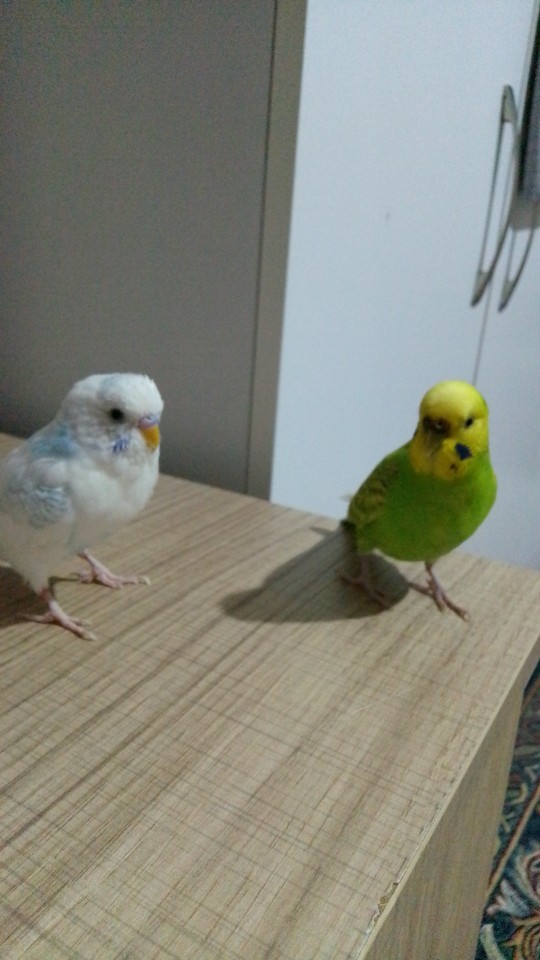 Kuşuma eş aldım, birbirlerine alışırlar mı?