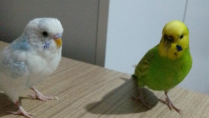 Kuşuma eş aldım, birbirlerine alışırlar mı?