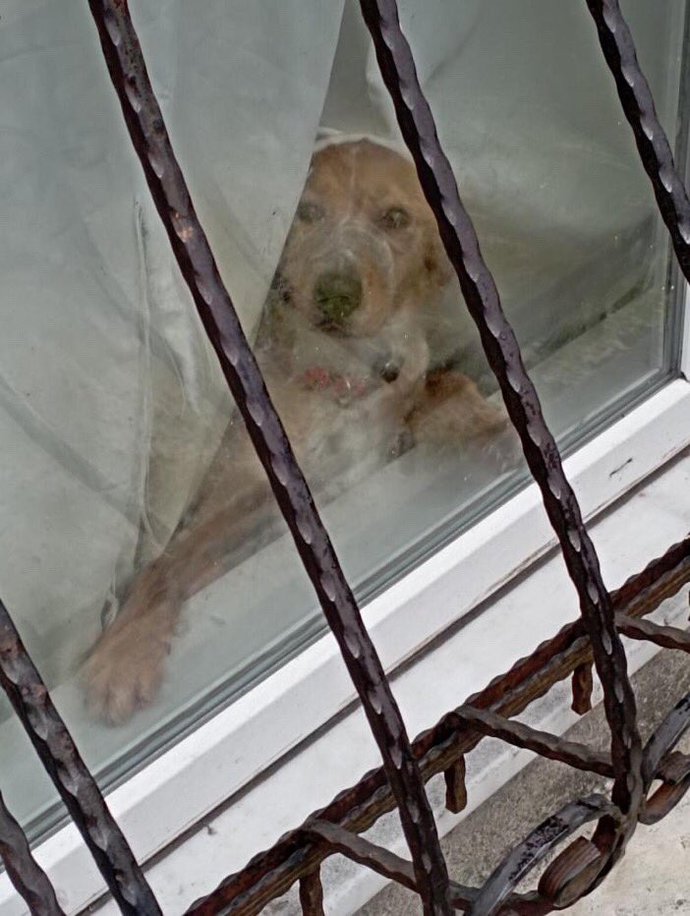 Sahibi köpek havlamasın diye ağzını bantlıyor! Bu hayvan düşmanlığının altında yatan sebep nedir sizce?