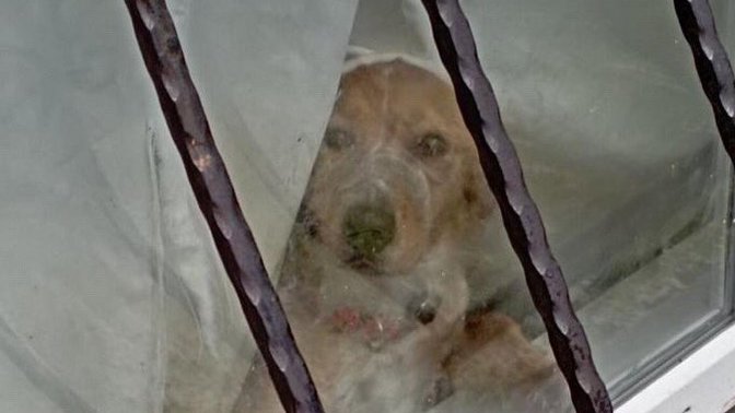 Sahibi köpek havlamasın diye ağzını bantlıyor! Bu hayvan düşmanlığının altında yatan sebep nedir sizce?